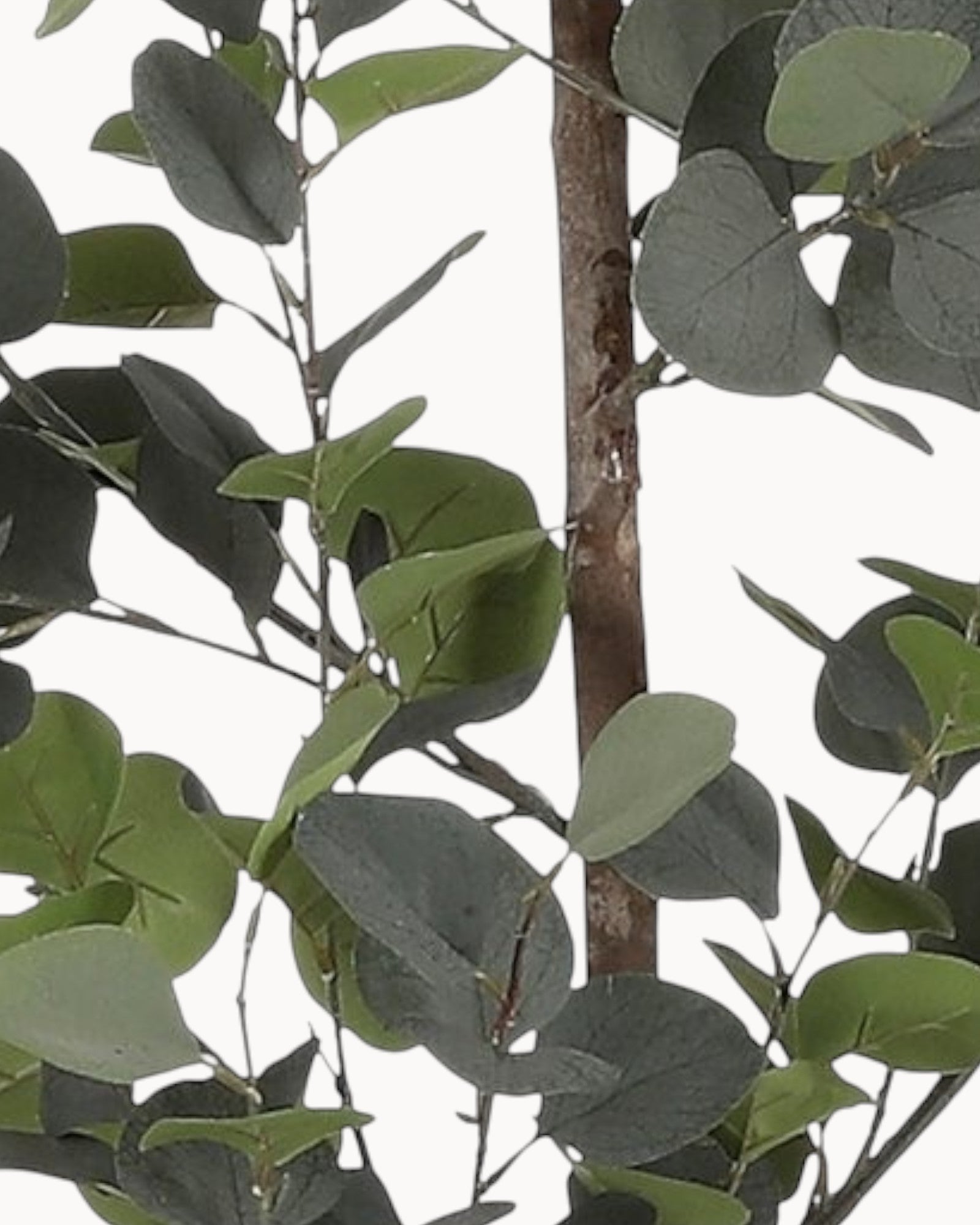 Mica Decoraties - Kunstmatige eucalyptusplant in pot - Groen - H150 x Ø30 cm