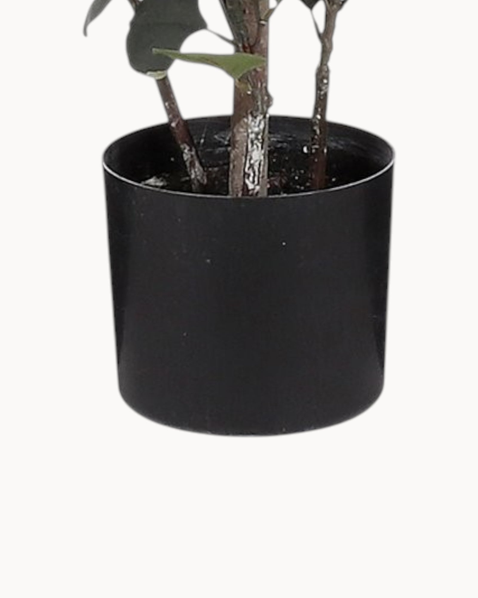 Mica Decoraties - Kunstmatige eucalyptusplant in pot - Groen - H150 x Ø30 cm