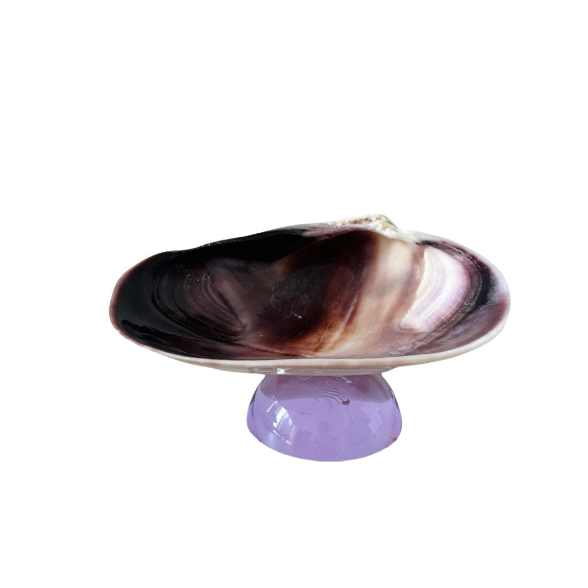 Natuurlijke Schelp Sieraden Schaal met Glazen Basis – Decoratieve Schaal in Organisch Design